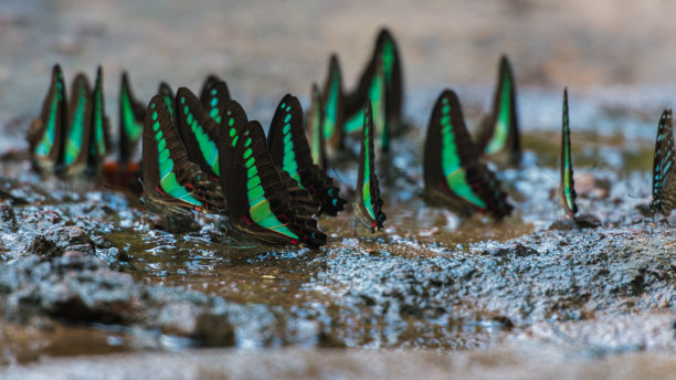 蝴蝶喝水图片下载