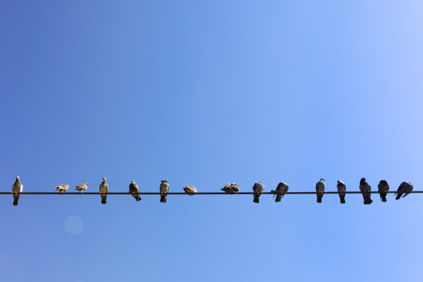 肩并肩的鸟-鸽子图片下载