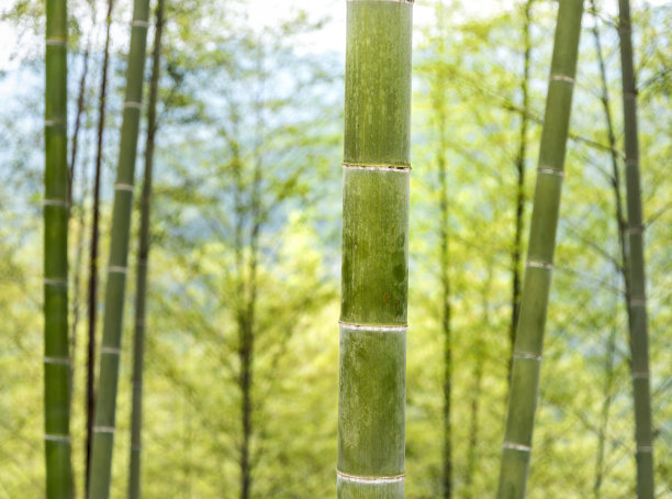 巨大的竹林素材图片