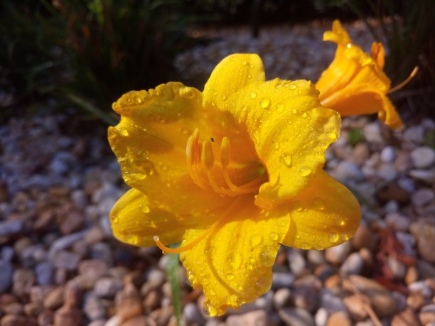 黄色花朵的特写。图片下载
