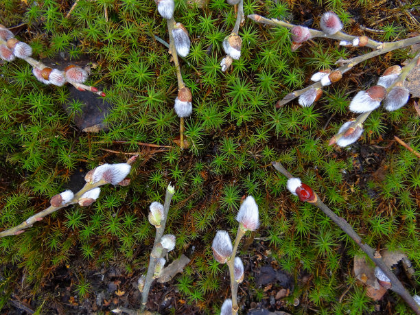 苔藓上开花的树枝图片下载