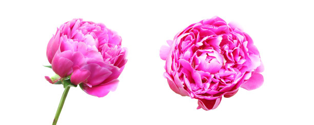 牡丹花头图片下载