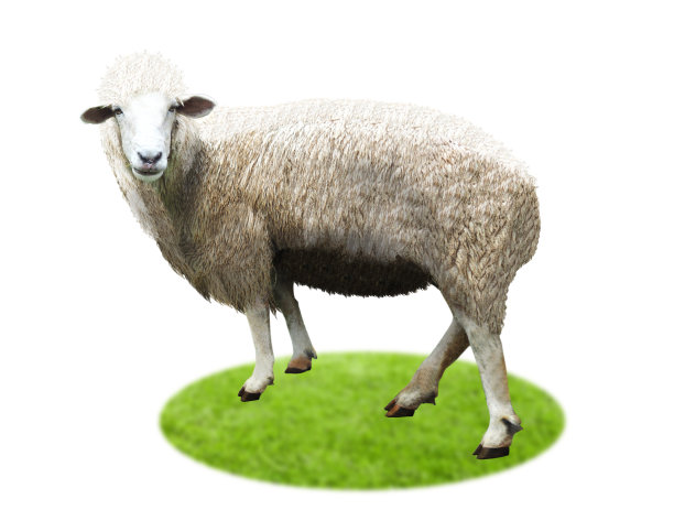 绵羊站满了。板着脸的样子。在白色背景上。剪切路径。图片下载