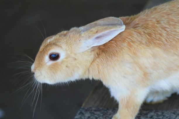 日本的兔子岛图片下载