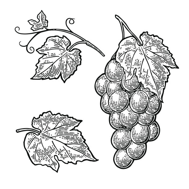 一串带浆果和叶子的葡萄。古典雕刻向量图片下载