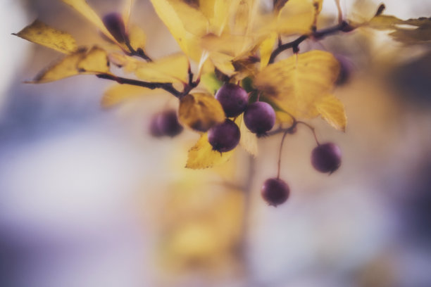 秋天的背景与浆果和树叶素材图片