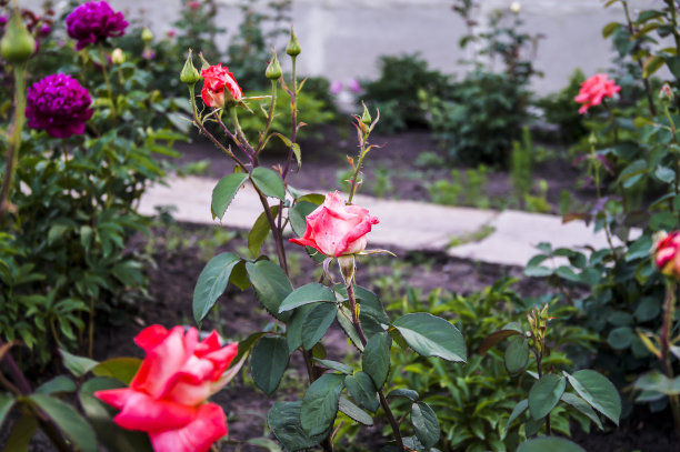 粉色的玫瑰图片下载