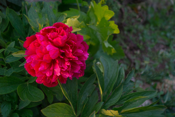 紫色牡丹生长在花园里图片下载