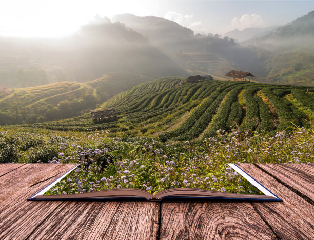 打开书本图像茶田时日出与雾，Doi angkhang，清迈省，泰国图片下载