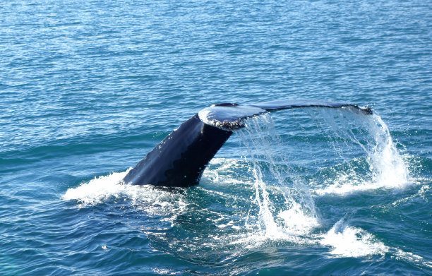 在冰岛深蓝色海洋中的鲸鱼尾巴图片下载