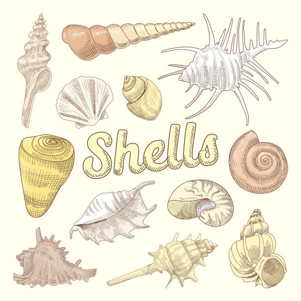 贝壳手绘水生涂鸦。海洋贝壳孤立收集。矢量图图片下载