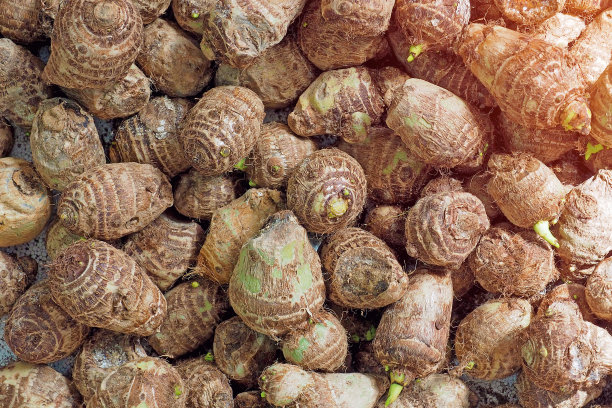 一堆新鲜的有机芋头在当地的早市展出图片下载