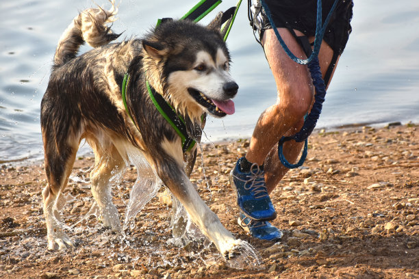 Kanikross -和狗一起跑步图片下载