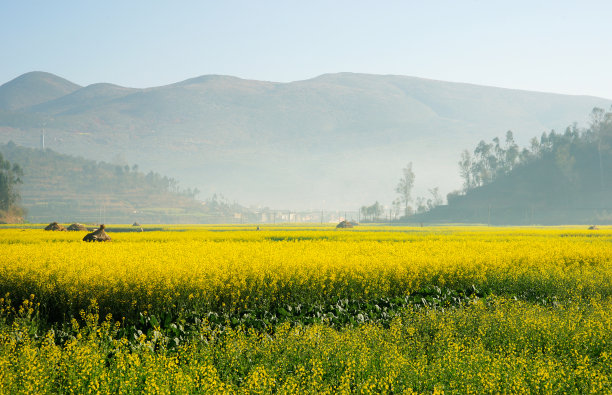 中国黄花农业景观。图片下载