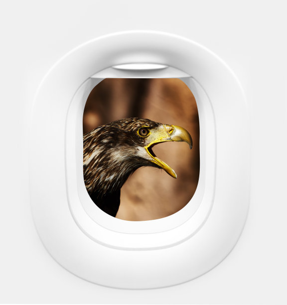 小鹰，从舷窗观察图片下载