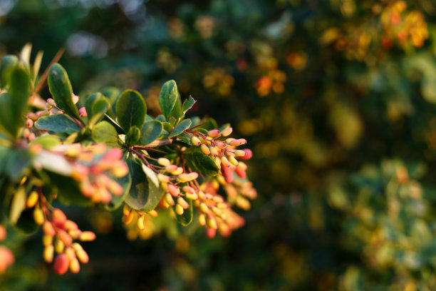 蔓越莓——在树枝上成熟。本空间图片下载