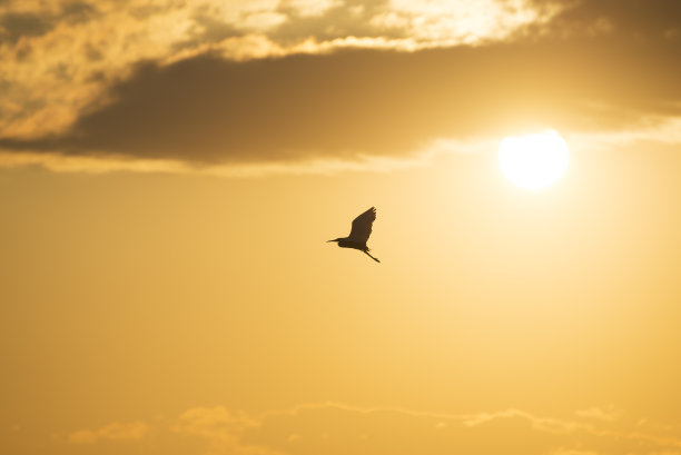 白鹭和夕阳图片下载
