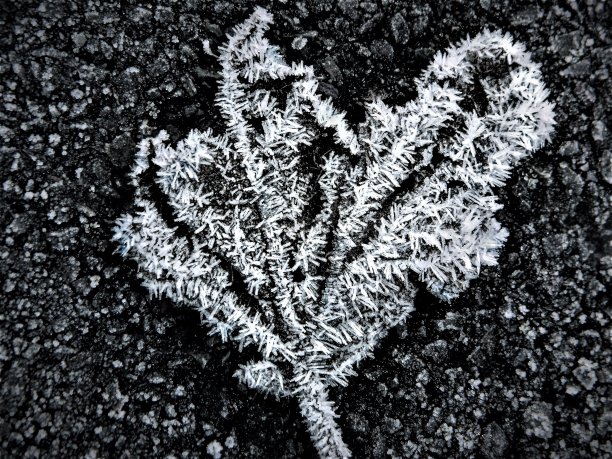 冻僵的冬日图片下载