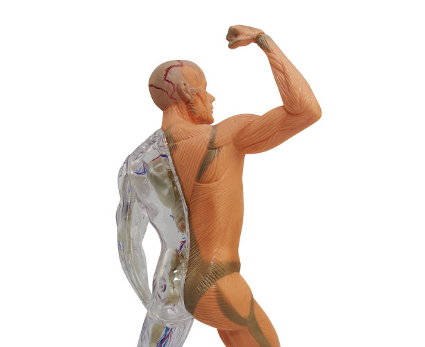 分离人体解剖学图片下载