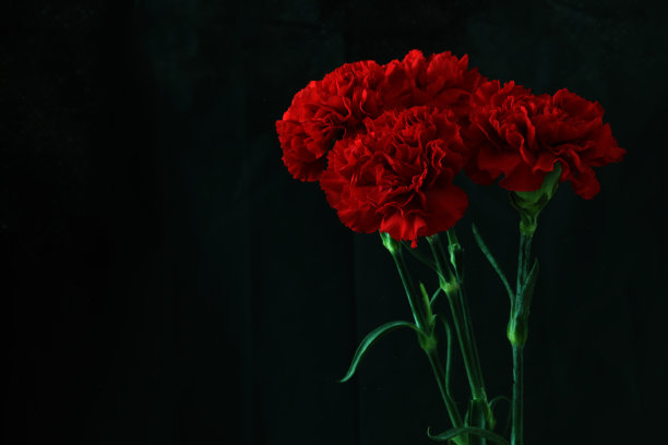 康乃馨照片素材ID：309096138