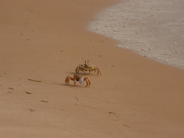 在沙漠中跋涉图片下载
