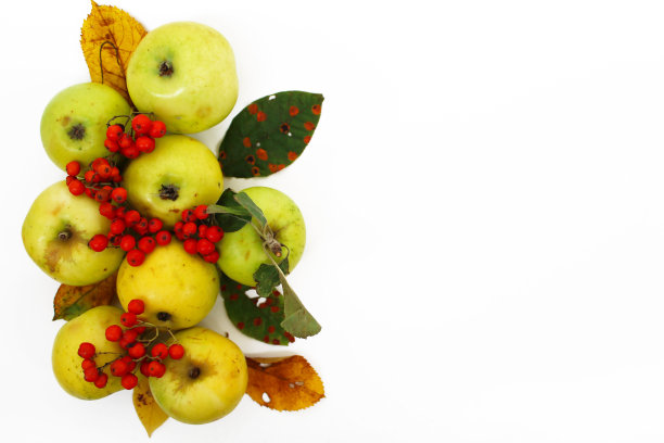 秋天的背景。五颜六色的树叶、苹果和红色的白蜡树浆果。图片下载