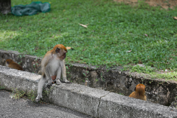 猴子坐在路边图片下载