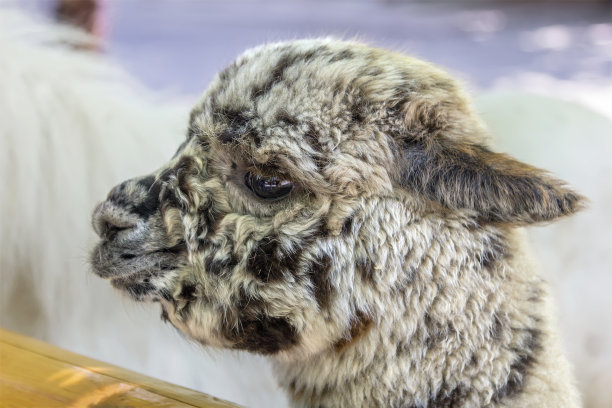 长阿尔帕科的肖像素材图片