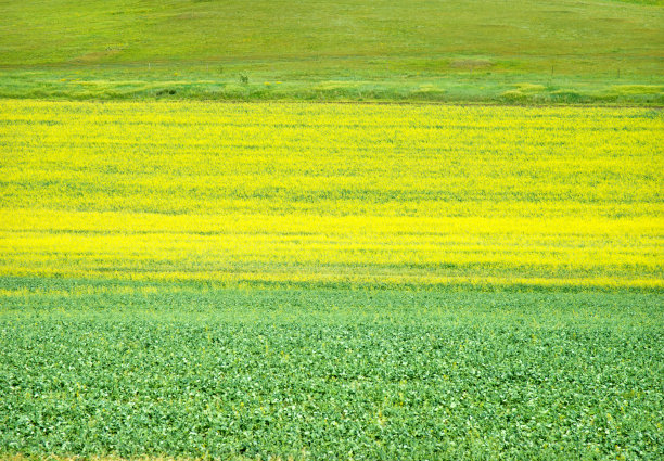 夏日草原风光图片下载