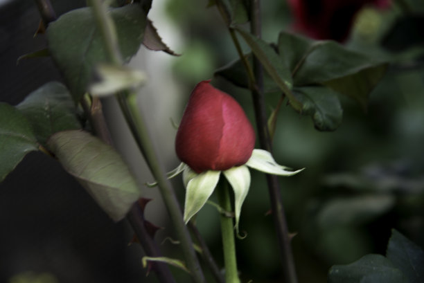 植物上的红花特写图片下载