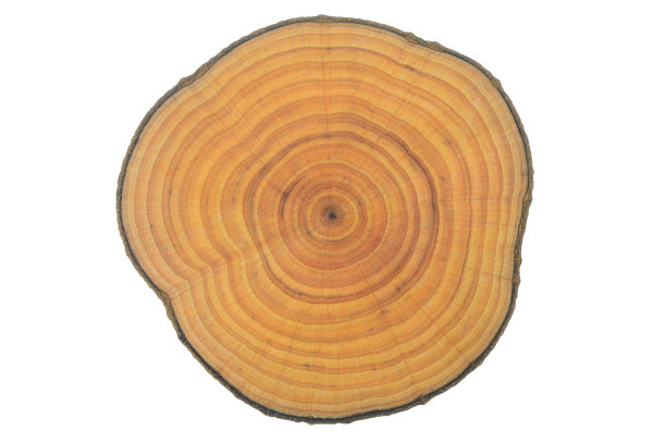 树的横截面图片下载