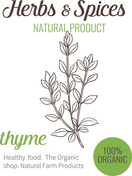 矢量手画百里香。图片下载