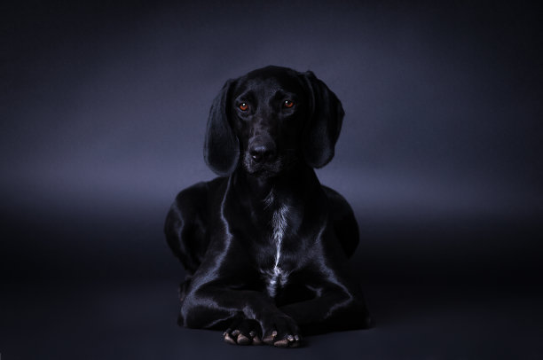 黑狗肖像图片下载