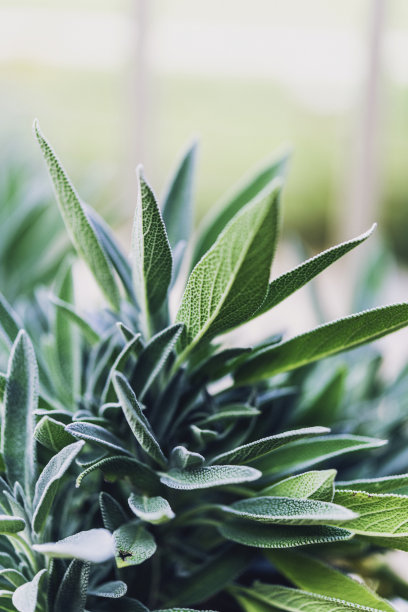 在温暖的自然光下种植有机新鲜鼠尾草素材图片