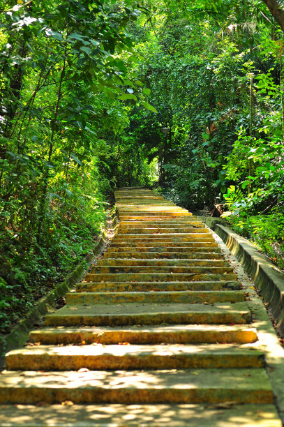 树冠漫步肯特岭公园，新加坡图片下载