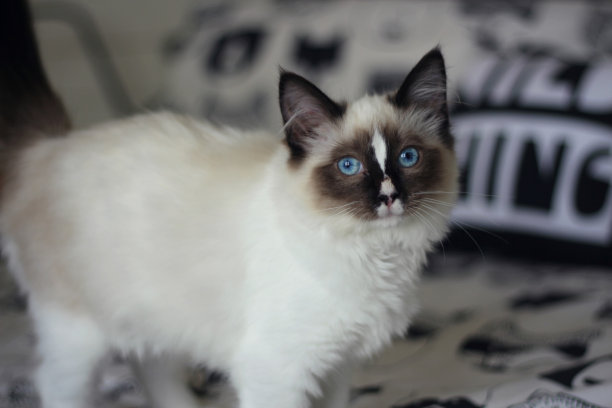 布偶猫小猫图片下载