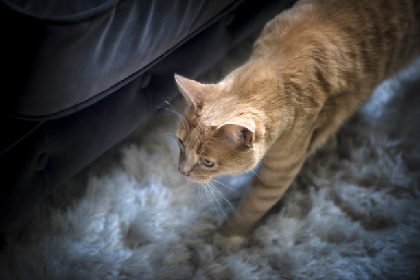 猫跟踪室内地毯浅自由度图片下载