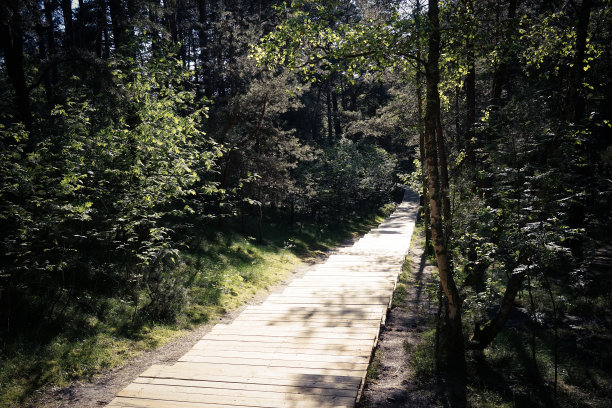 库尔尼沙口自然保护区森林里的一条木制小路图片下载