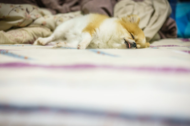 又肥又懒的博美犬小狗睡在床上的毯子上。图片下载