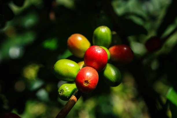 咖啡浆果图片下载