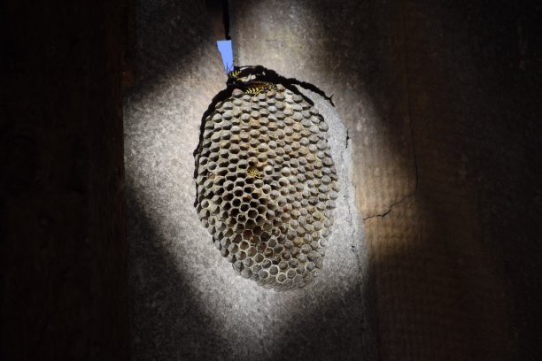 白杨是我们的巢。白杨树的巢在繁殖季节结束时图片下载