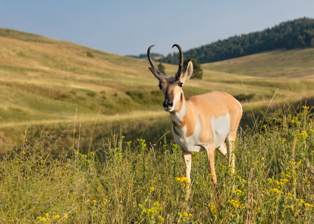 大草原的叉角羚图片下载