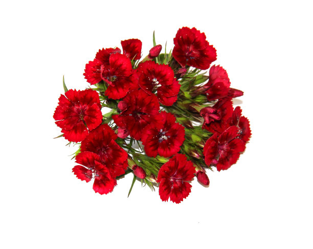 迷人的小康乃馨的花图片下载