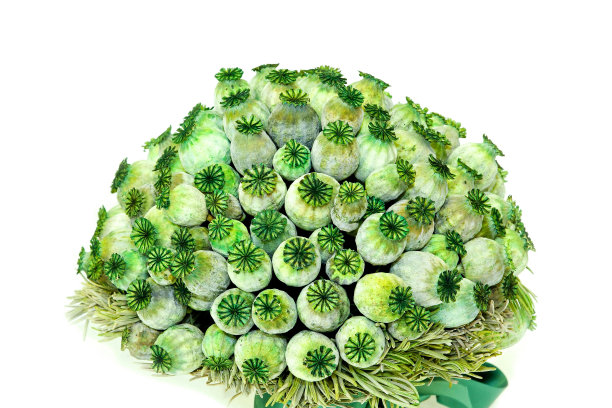 绿色植物图片下载