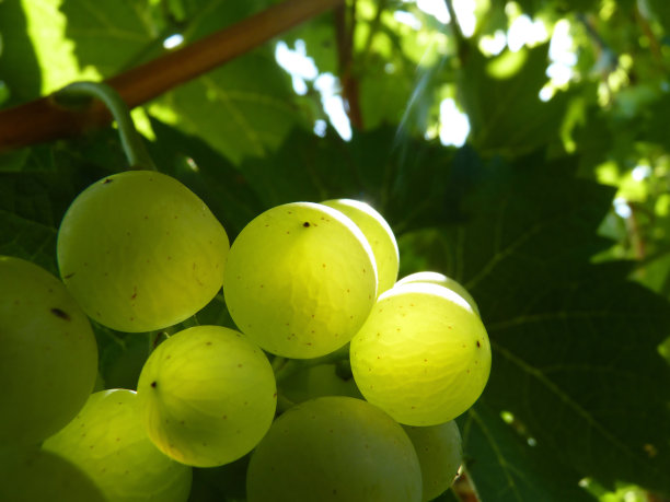 近距离的成熟的葡萄串在藤上图片下载