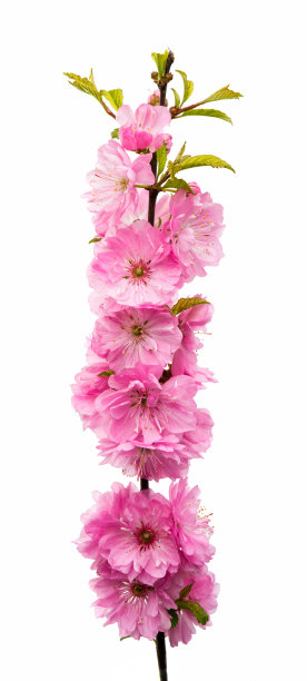 樱花的花图片下载