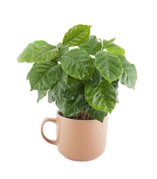 咖啡树在杯中孤立在白色的小路上图片下载