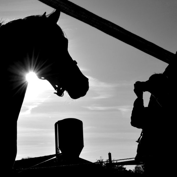 马在背光图片下载