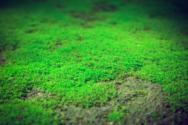 墙上的苔藓纹理很漂亮的背景。图片下载