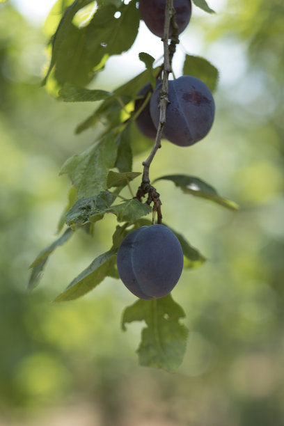 树上有李子图片下载